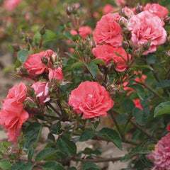 Drift coral Rose Seedlings Flower Seeds Perennial Growing Bonsai Corms Tubers Potted Planting Reblooming Fragrant Garden Roots Rhizomes Species Blooms Plant Bulbs Gardening Tree