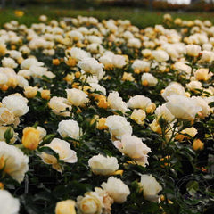 Drift Popcorn Rose Seedlings Flower Seeds Perennial Growing Bonsai Corms Tubers Potted Planting Reblooming Fragrant Garden Roots Rhizomes Species Blooms Plant Bulbs Gardening Tree