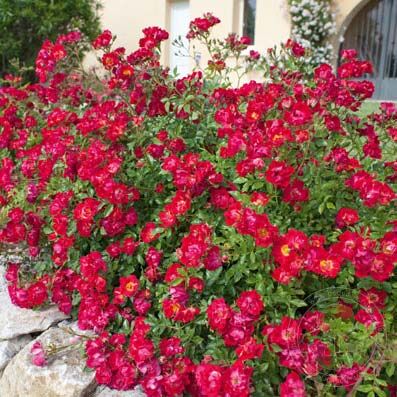 Drift Red Rose Plant Seedlings Flower Seeds Perennial Growing Bonsai Corms Tubers Potted Planting Reblooming Fragrant Garden Roots Rhizomes Species Blooms Bulbs Gardening Tree - Seedsplant