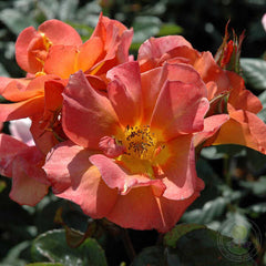 Edith Holden Rose Seedlings Flower Seeds Perennial Growing Bonsai Corms Tubers Potted Planting Reblooming Fragrant Garden Roots Rhizomes Species Blooms Plant Bulbs Gardening Tree