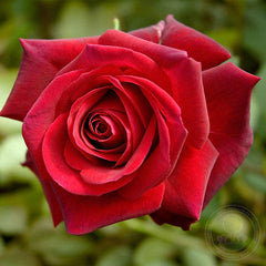 Edith piaf Rose Seedlings Flower Seeds Perennial Growing Bonsai Corms Tubers Potted Planting Reblooming Fragrant Garden Roots Rhizomes Species Blooms Plant Bulbs Gardening Tree