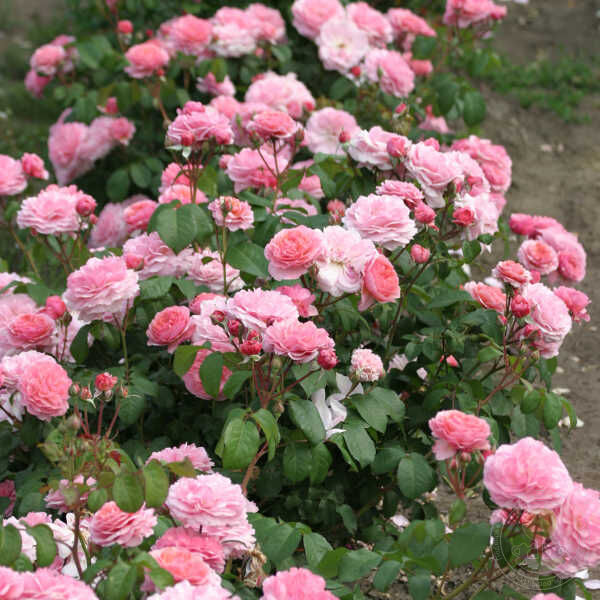 Evige passy. Rose Seedlings Flower Seeds Perennial Growing Bonsai Corms Tubers Potted Planting Reblooming Fragrant Garden Roots Rhizomes Species Blooms Plant Bulbs Gardening Tree - Seedsplant