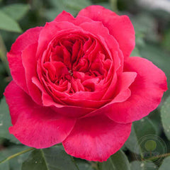 Elbjuwel ribon rouge tsvetelina Rose Seedlings Flower Seeds Perennial Growing Bonsai Corms Tubers Potted Planting Reblooming Fragrant Garden Roots Rhizomes Species Blooms Plant Bulbs Gardening Tree - Seedsplant