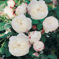 Elaine gilles Rose Seedlings Flower Seeds Perennial Growing Bonsai Corms Tubers Potted Planting Reblooming Fragrant Garden Roots Rhizomes Species Blooms Plant Bulbs Gardening Tree - Seedsplant