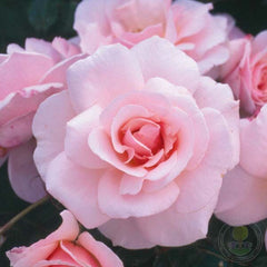 Elizabeth Casson Rose Seedlings Flower Seeds Perennial Growing Bonsai Corms Tubers Potted Planting Reblooming Fragrant Garden Roots Rhizomes Species Blooms Plant Bulbs Gardening Tree