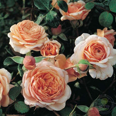 Elizabeth Stewart Rose Seedlings Flower Seeds Perennial Growing Bonsai Corms Tubers Potted Planting Reblooming Fragrant Garden Roots Rhizomes Species Blooms Plant Bulbs Gardening Tree - Seedsplant