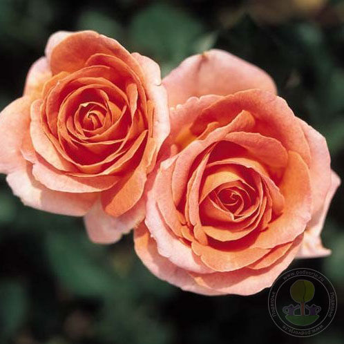 Elle come on Rose Seedlings Flower Seeds Perennial Growing Bonsai Corms Tubers Potted Planting Reblooming Fragrant Garden Roots Rhizomes Species Blooms Plant Bulbs Gardening Tree - Seedsplant