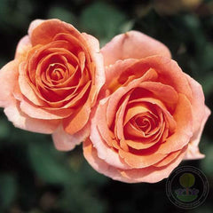 Elle come on Rose Seedlings Flower Seeds Perennial Growing Bonsai Corms Tubers Potted Planting Reblooming Fragrant Garden Roots Rhizomes Species Blooms Plant Bulbs Gardening Tree