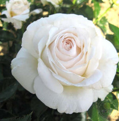 Chuckles elvis Rose Seedlings Flower Seeds Perennial Growing Bonsai Corms Tubers Potted Planting Reblooming Fragrant Garden Roots Rhizomes Species Blooms Plant Bulbs Gardening Tree