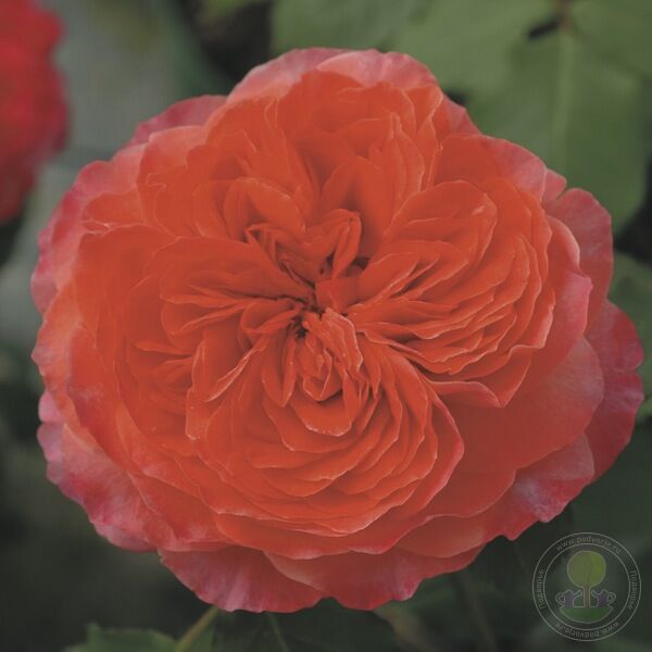 Emilien guyot Rose Seedlings Flower Seeds Perennial Growing Bonsai Corms Tubers Potted Planting Reblooming Fragrant Garden Roots Rhizomes Species Blooms Plant Bulbs Gardening Tree