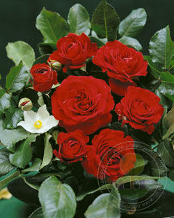 Erfordia Rose Seedlings Flower Seeds Perennial Growing Bonsai Corms Tubers Potted Planting Reblooming Fragrant Garden Roots Rhizomes Species Blooms Plant Bulbs Gardening Tree