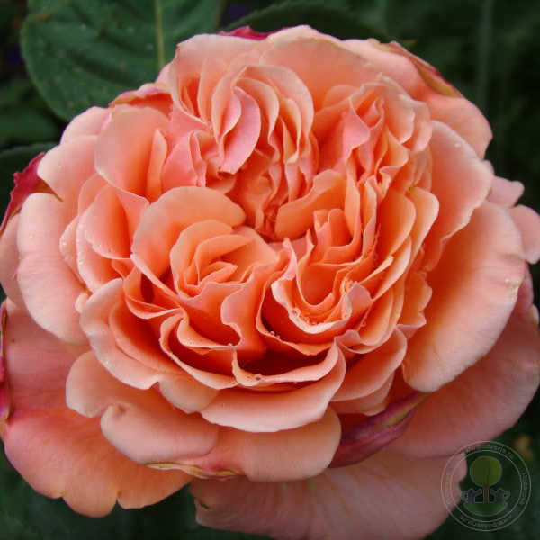 Rosa etruska Rose Plant Seedlings Flower Seeds Perennial Growing Bonsai Corms Tubers Potted Planting Reblooming Fragrant Garden Roots Rhizomes Species Blooms Bulbs Gardening Tree