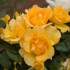 Eureka Rose Seedlings Flower Seeds Perennial Growing Bonsai Corms Tubers Potted Planting Reblooming Fragrant Garden Roots Rhizomes Species Blooms Plant Bulbs Gardening Tree