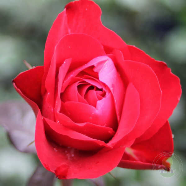 Europeana Rose Seedlings Flower Seeds Perennial Growing Bonsai Corms Tubers Potted Planting Reblooming Fragrant Garden Roots Rhizomes Species Blooms Plant Bulbs Gardening Tree