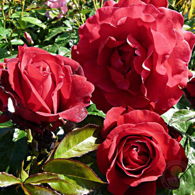 Rare Blue Rose Seedlings Flower Seeds Perennial Growing Bonsai Corms Tubers Potted Planting Reblooming Fragrant Garden Roots Rhizomes Species Blooms Plant Bulbs Gardening Tree