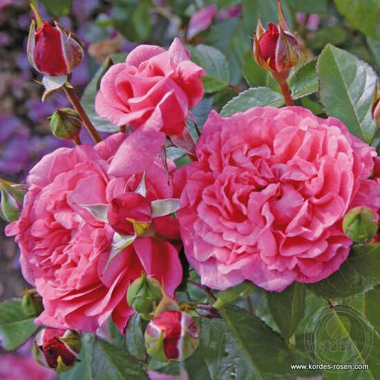 Feller and feller Rose Seedlings Flower Seeds Perennial Growing Bonsai Corms Tubers Potted Planting Reblooming Fragrant Garden Roots Rhizomes Species Blooms Plant Bulbs Gardening Tree