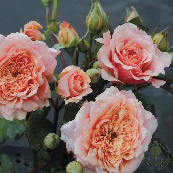 Festival DE jardan DE chaumont Rose Seedlings Flower Seeds Perennial Growing Bonsai Corms Tubers Potted Planting Reblooming Fragrant Garden Roots Rhizomes Species Blooms Plant Bulbs Gardening Tree