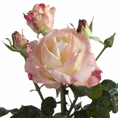 United Kingdom of Great Britain and Northern Ireland Rose Seedlings Flower Seeds Perennial Growing Bonsai Corms Tubers Potted Planting Reblooming Fragrant Garden Roots Rhizomes Species Blooms Plant Bulbs Gardening Tree - Seedsplant