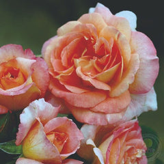Fiona gelen Yellow  Rose Seedlings Flower Seeds Perennial Growing Bonsai Corms Tubers Potted Planting Reblooming Fragrant Garden Roots Rhizomes Species Blooms Plant Bulbs Gardening Tree