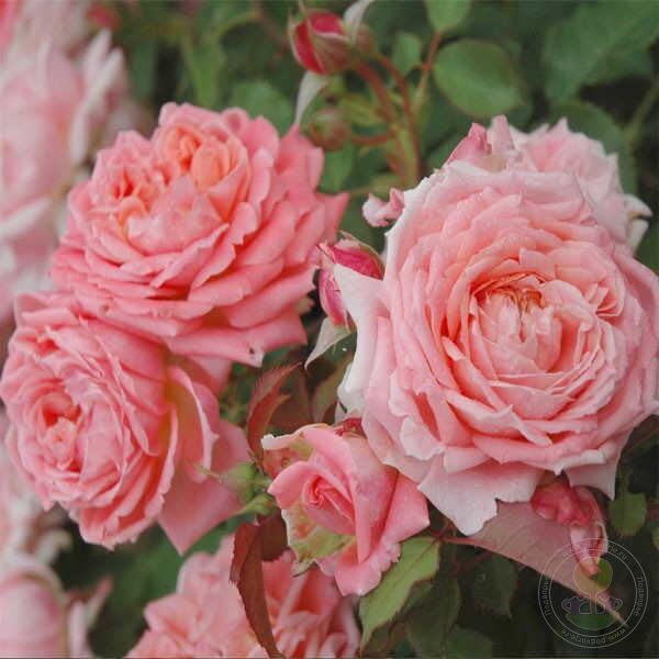 Fleurs En Seine Rose Seedlings Flower Seeds Perennial Growing Bonsai Corms Tubers Potted Planting Reblooming Fragrant Garden Roots Rhizomes Species Blooms Plant Bulbs Gardening Tree