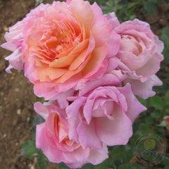 Florajet Rose Seedlings Flower Seeds Perennial Growing Bonsai Corms Tubers Potted Planting Reblooming Fragrant Garden Roots Rhizomes Species Blooms Plant Bulbs Gardening Tree