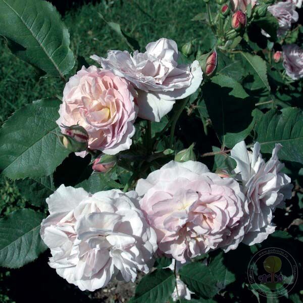 Florence delatre Rose Seedlings Flower Seeds Perennial Growing Bonsai Corms Tubers Potted Planting Reblooming Fragrant Garden Roots Rhizomes Species Blooms Plant Bulbs Gardening Tree