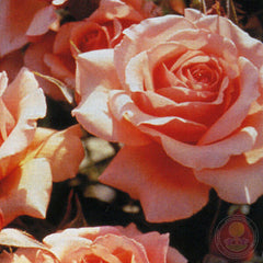 Fragrant Apricot Rose Seedlings Flower Seeds Perennial Growing Bonsai Corms Tubers Potted Planting Reblooming Fragrant Garden Roots Rhizomes Species Blooms Plant Bulbs Gardening Tree