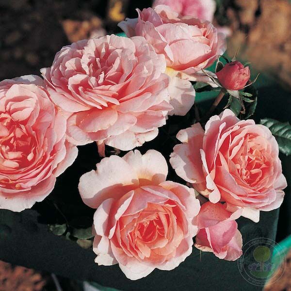 Francis blaise Rose Seedlings Flower Seeds Perennial Growing Bonsai Corms Tubers Potted Planting Reblooming Fragrant Garden Roots Rhizomes Species Blooms Plant Bulbs Gardening Tree