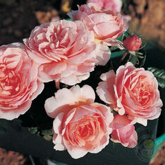 Francis blaise Rose Seedlings Flower Seeds Perennial Growing Bonsai Corms Tubers Potted Planting Reblooming Fragrant Garden Roots Rhizomes Species Blooms Plant Bulbs Gardening Tree