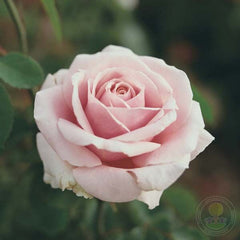 Frederick mistral Rose Seedlings Flower Seeds Perennial Growing Bonsai Corms Tubers Potted Planting Reblooming Fragrant Garden Roots Rhizomes Species Blooms Plant Bulbs Gardening Tree