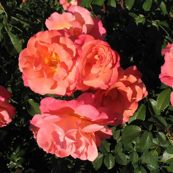 Freisinger Morgenrote Rose Seedlings Flower Seeds Perennial Growing Bonsai Corms Tubers Potted Planting Reblooming Fragrant Garden Roots Rhizomes Species Blooms Plant Bulbs Gardening Tree