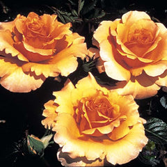 Garden glory Rose Seedlings Flower Seeds Perennial Growing Bonsai Corms Tubers Potted Planting Reblooming Fragrant Garden Roots Rhizomes Species Blooms Plant Bulbs Gardening Tree
