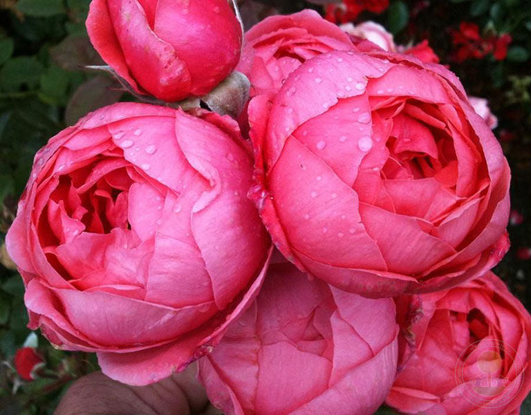 Gartenprinzessin Marie-Jose Rose Seedlings Flower Seeds Perennial Growing Bonsai Corms Tubers Potted Planting Reblooming Fragrant Garden Roots Rhizomes Species Blooms Plant Bulbs Gardening Tree - Seedsplant