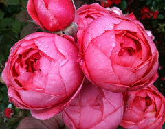 Mari jose gartenprince Rose Seedlings Flower Seeds Perennial Growing Bonsai Corms Tubers Potted Planting Reblooming Fragrant Garden Roots Rhizomes Species Blooms Plant Bulbs Gardening Tree