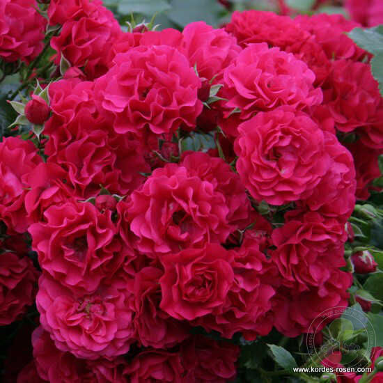 Gartnerfreud toscana Rose Seedlings Flower Seeds Perennial Growing Bonsai Corms Tubers Potted Planting Reblooming Fragrant Garden Roots Rhizomes Species Blooms Plant Bulbs Gardening Tree