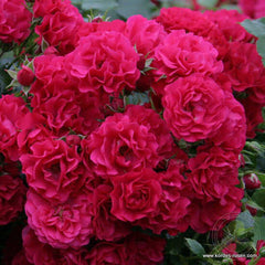 Gartnerfreud toscana Rose Seedlings Flower Seeds Perennial Growing Bonsai Corms Tubers Potted Planting Reblooming Fragrant Garden Roots Rhizomes Species Blooms Plant Bulbs Gardening Tree