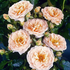 Geisha Rose Seedlings Flower Seeds Perennial Growing Bonsai Corms Tubers Potted Planting Reblooming Fragrant Garden Roots Rhizomes Species Blooms Plant Bulbs Gardening Tree