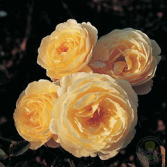 Jean tierney Rose Seedlings Flower Seeds Perennial Growing Bonsai Corms Tubers Potted Planting Reblooming Fragrant Garden Roots Rhizomes Species Blooms Plant Bulbs Gardening Tree - Seedsplant