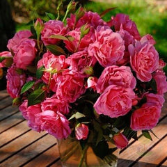 Generation Jardin Rose Seedlings Flower Seeds Perennial Growing Bonsai Corms Tubers Potted Planting Reblooming Fragrant Garden Roots Rhizomes Species Blooms Plant Bulbs Gardening Tree