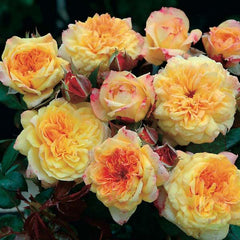 Georges danjean Rose Seedlings Flower Seeds Perennial Growing Bonsai Corms Tubers Potted Planting Reblooming Fragrant Garden Roots Rhizomes Species Blooms Plant Bulbs Gardening Tree