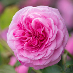 Gertrude jekyll Rose Seedlings Flower Seeds Perennial Growing Bonsai Corms Tubers Potted Planting Reblooming Fragrant Garden Roots Rhizomes Species Blooms Plant Bulbs Gardening Tree