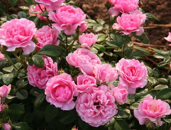 Giliane Rose Seedlings Flower Seeds Perennial Growing Bonsai Corms Tubers Potted Planting Reblooming Fragrant Garden Roots Rhizomes Species Blooms Plant Bulbs Gardening Tree