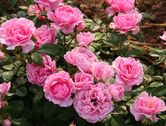 Giliane Rose Seedlings Flower Seeds Perennial Growing Bonsai Corms Tubers Potted Planting Reblooming Fragrant Garden Roots Rhizomes Species Blooms Plant Bulbs Gardening Tree