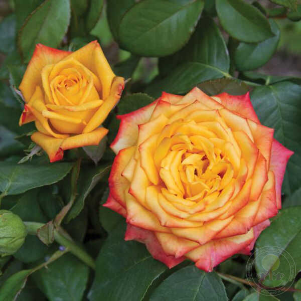 Rose Seedlings Flower Seeds Perennial Growing Bonsai Corms Tubers Potted Planting Reblooming Fragrant Garden Roots Rhizomes Species Blooms Plant Bulbs Gardening Tree