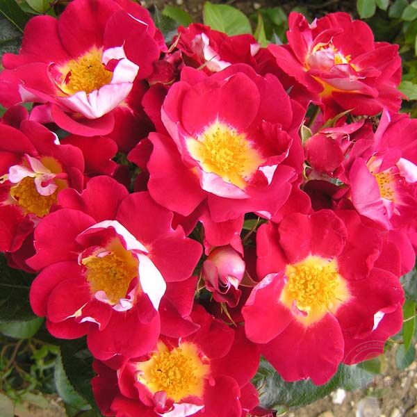 Girlguiding UK Centenary Rose Rose Seedlings Flower Seeds Perennial Growing Bonsai Corms Tubers Potted Planting Reblooming Fragrant Garden Roots Rhizomes Species Blooms Plant Bulbs Gardening Tree