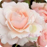 Glindeburn Rose Seedlings Flower Seeds Perennial Growing Bonsai Corms Tubers Potted Planting Reblooming Fragrant Garden Roots Rhizomes Species Blooms Plant Bulbs Gardening Tree