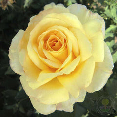 Golden silk Melissa Rose Seedlings Flower Seeds Perennial Growing Bonsai Corms Tubers Potted Planting Reblooming Fragrant Garden Roots Rhizomes Species Blooms Plant Bulbs Gardening Tree - Seedsplant