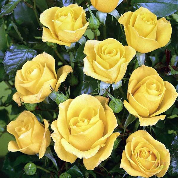 Goldquelle Rose Seedlings Flower Seeds Perennial Growing Bonsai Corms Tubers Potted Planting Reblooming Fragrant Garden Roots Rhizomes Species Blooms Plant Bulbs Gardening Tree - Seedsplant