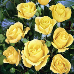 Goldquelle Rose Seedlings Flower Seeds Perennial Growing Bonsai Corms Tubers Potted Planting Reblooming Fragrant Garden Roots Rhizomes Species Blooms Plant Bulbs Gardening Tree - Seedsplant
