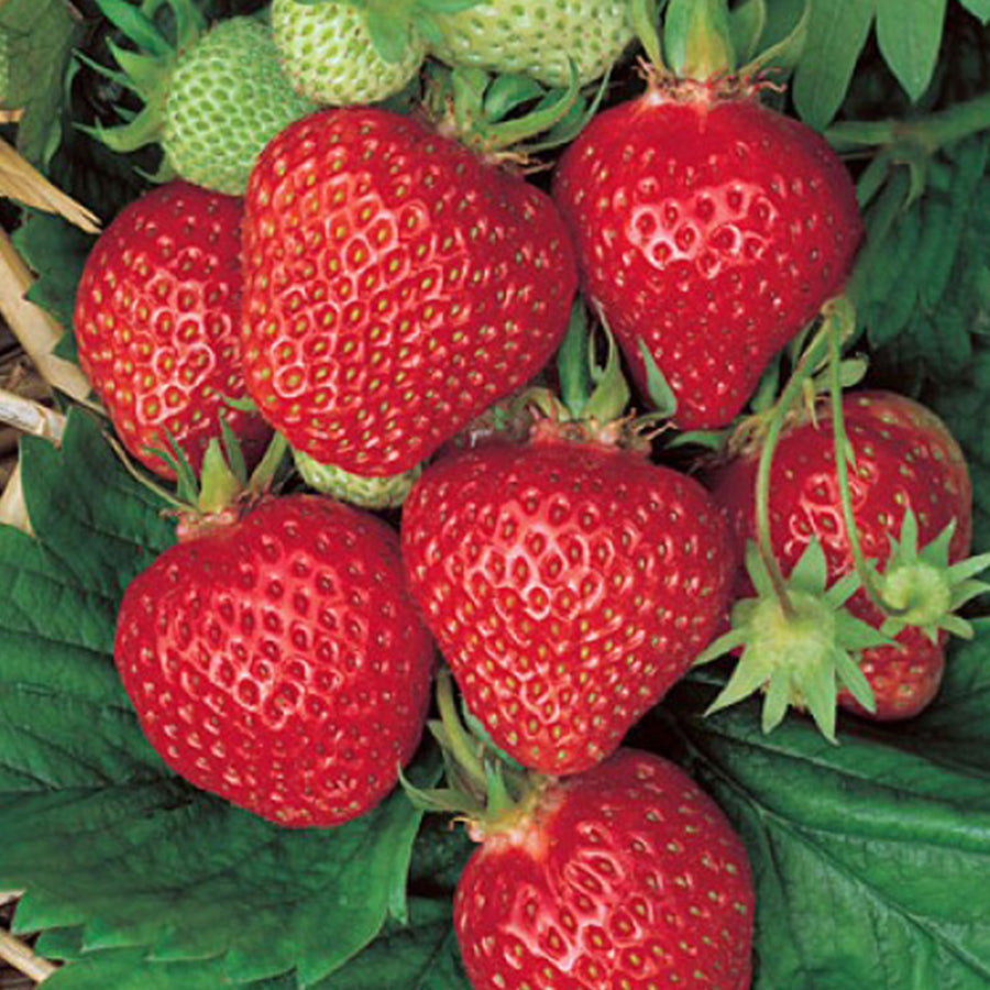 Fragaria 'Quinault' - Plants Seeds